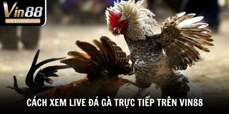 Khám phá cách xem live đá gà trực tiếp trên VIN88