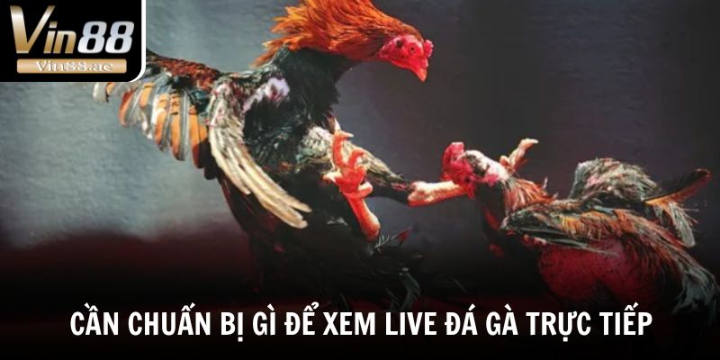 Cần chuẩn bị gì để xem live đá gà trực tiếp mượt mà?