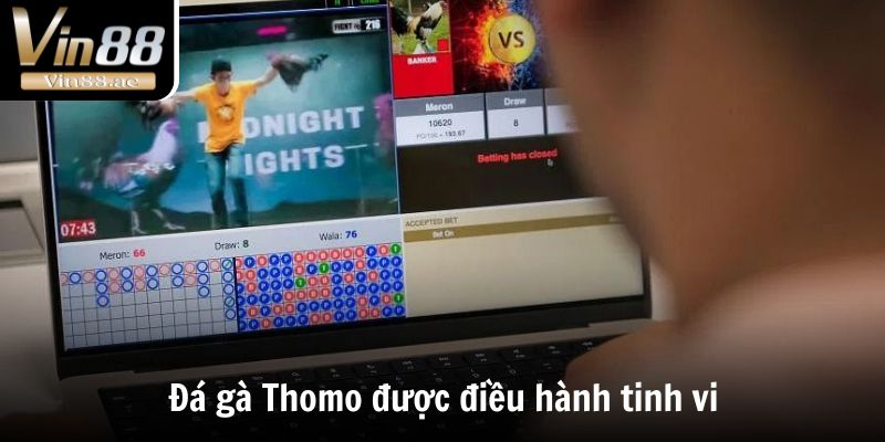 Đá Gà Thomo - Thánh Địa Chọi Kê Đẳng Cấp Số 1 Thế Giới 2 Đá gà Thomo được điều hành tinh vi