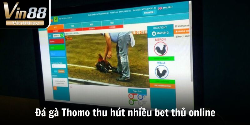 Đá Gà Thomo - Thánh Địa Chọi Kê Đẳng Cấp Số 1 Thế Giới 3 Đá gà Thomo thu hút nhiều bet thủ online