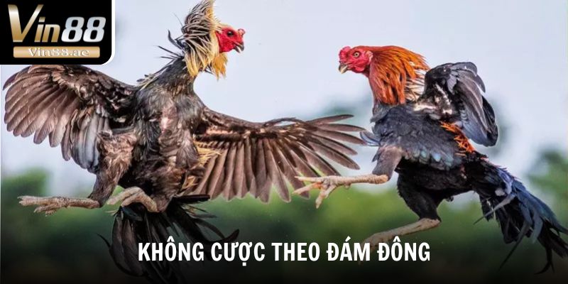 Đá Gà Vin88 Sảnh Chơi Cá Cược Đỉnh Cao, Kèo Hấp Dẫn 5 Không cược theo đám đông