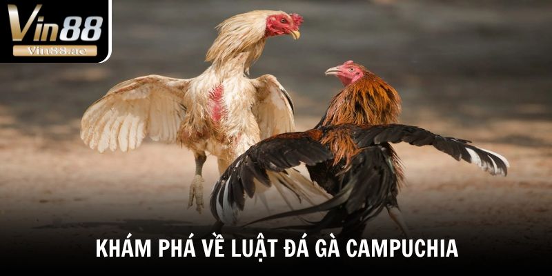 Khám phá về luật đá gà Campuchia đầy đủ