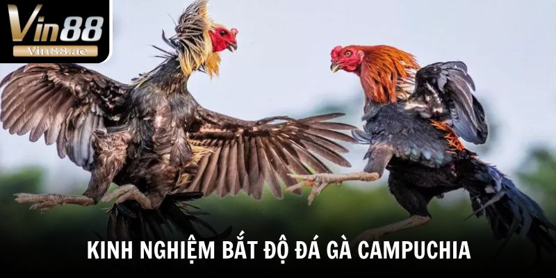 Kinh nghiệm bắt độ đá gà Campuchia dễ thắng
