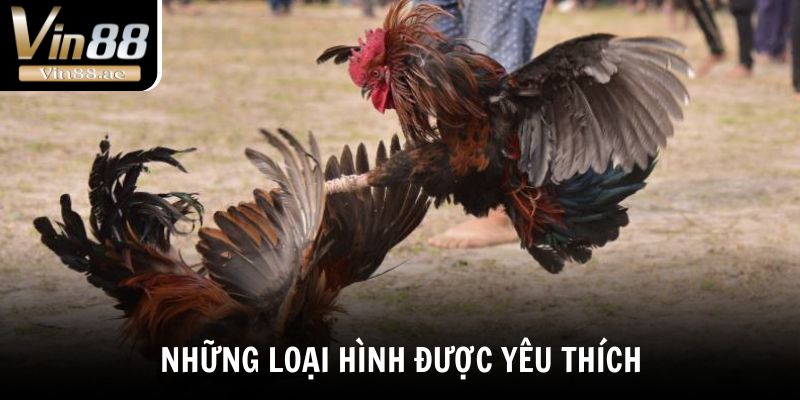 Những loại hình chọi kê được yêu thích nhất 