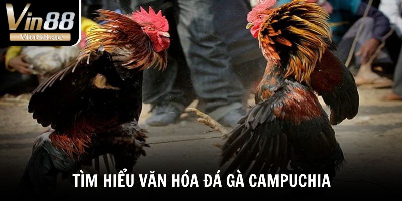 Tìm hiểu nhanh về văn hóa đá gà Campuchia
