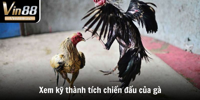 Đá Gà Thomo - Thánh Địa Chọi Kê Đẳng Cấp Số 1 Thế Giới 5 Xem kỹ thành tích chiến đấu của gà